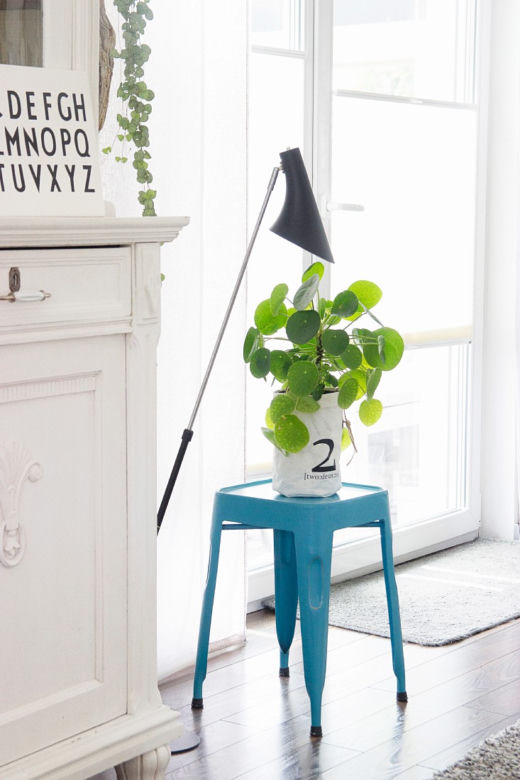 Pilea peperomioides
