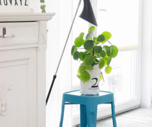Pilea peperomioides
