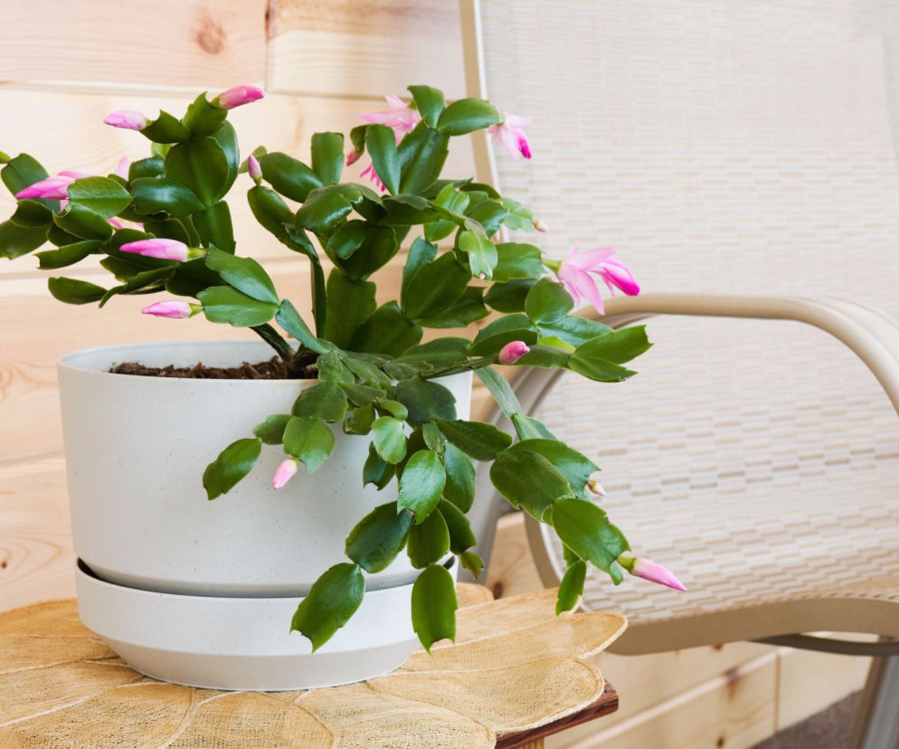 Grudnik wypuszcza, ale gubi pąki i nie kwitnie? To przez ten błąd, możesz go szybko naprawić, wystarczy, że przestaniesz robić tę jedną rzecz