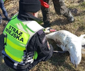 Straż Miejska w Białymstoku uratowała łabędzia 