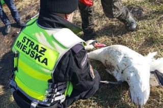 Straż Miejska w Białymstoku uratowała łabędzia 