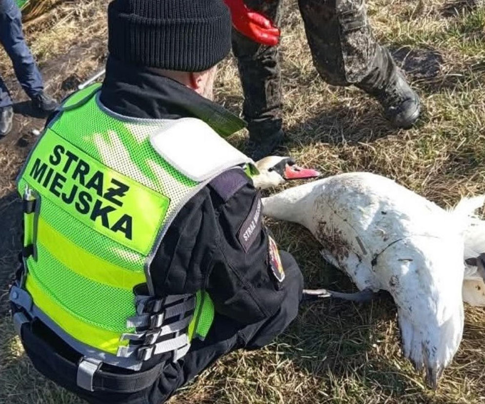 Straż Miejska w Białymstoku uratowała łabędzia 