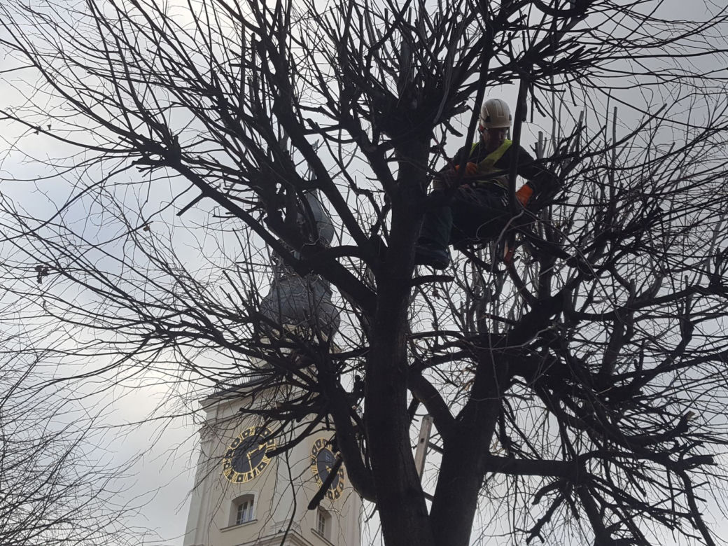 Drzewa na Rynku w Lesznie pod fachową opieką