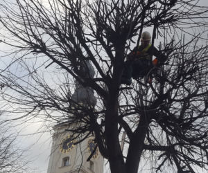 Drzewa na Rynku w Lesznie pod fachową opieką