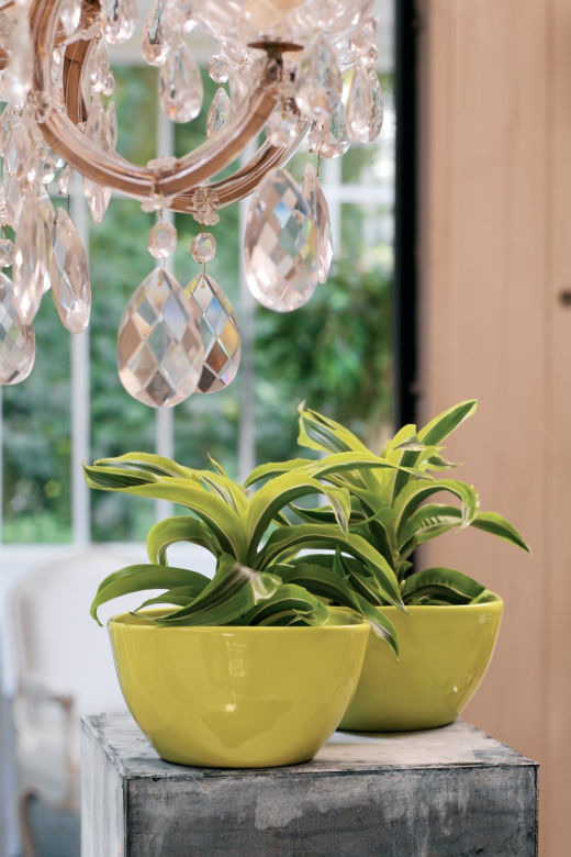 Dracena