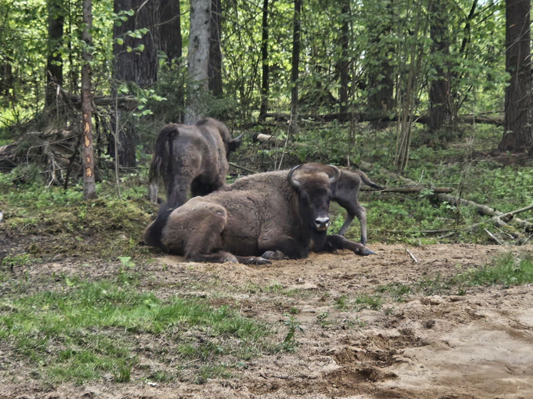 Kopna Góra