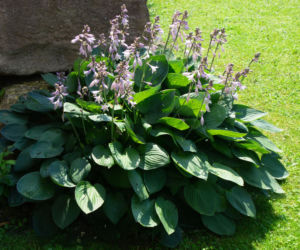 Hosta 'Bressingham Blue'