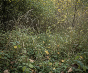 Tularemia na Dolnym Śląsku. Kto powinien być teraz szczególnie ostrożny?
