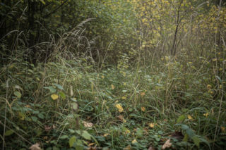 Tularemia na Dolnym Śląsku. Kto powinien być teraz szczególnie ostrożny?