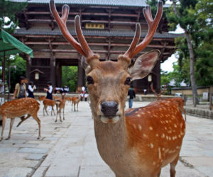 Japonia