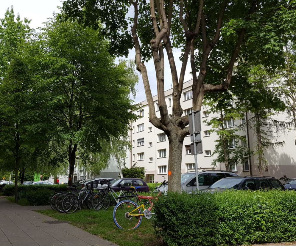 Na pomarańczowo - do wycięcia. Drzewa na ul. Niemieckiej