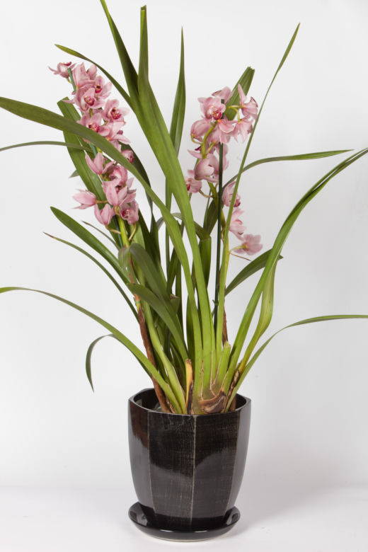 Cymbidium
