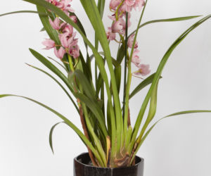 Cymbidium