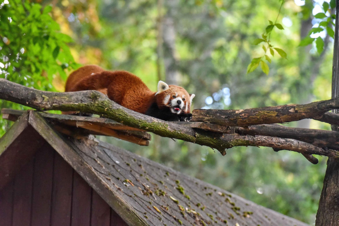 Powitajmy dwóch nowych mieszkańców toruńskiego ogrodu zoobotanicznego!