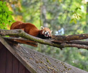 Powitajmy dwóch nowych mieszkańców toruńskiego ogrodu zoobotanicznego!