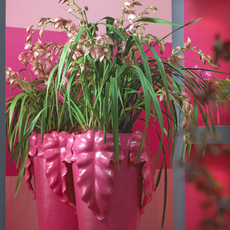 Cymbidium
