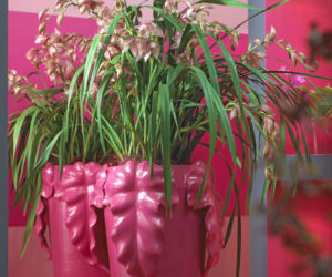 Cymbidium