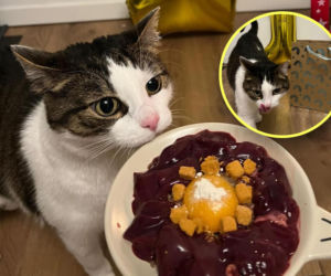 Panduś świętuje rocznicę nowego życia