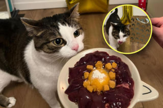 Został skatowany za plaster boczku. Dziś kotek Panduś świętuje radosną rocznicę, Był torcik i prezenty