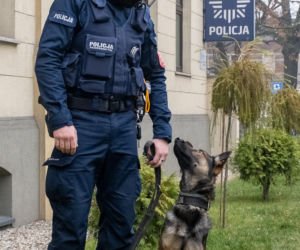 Otis nowy pies na komendzie