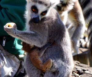 Sześć małych królów Julianów we wrocławskim zoo