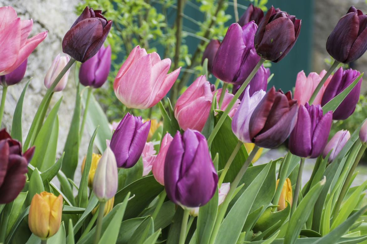 Tulipan