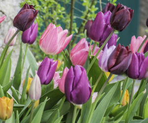Tulipan