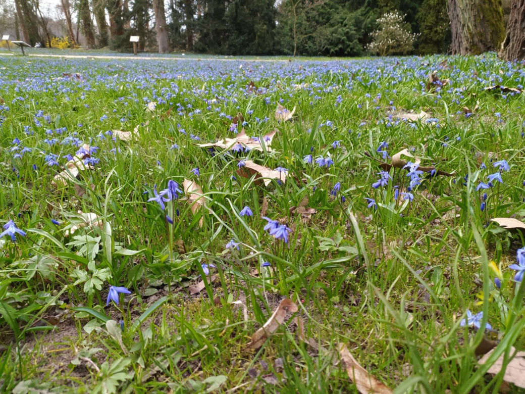 Wiosna w Arboretum Kórnickim