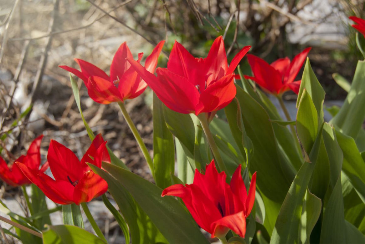 Tulipany Kaufmanna