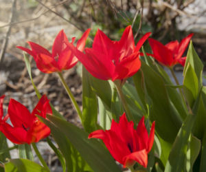 Tulipany Kaufmanna