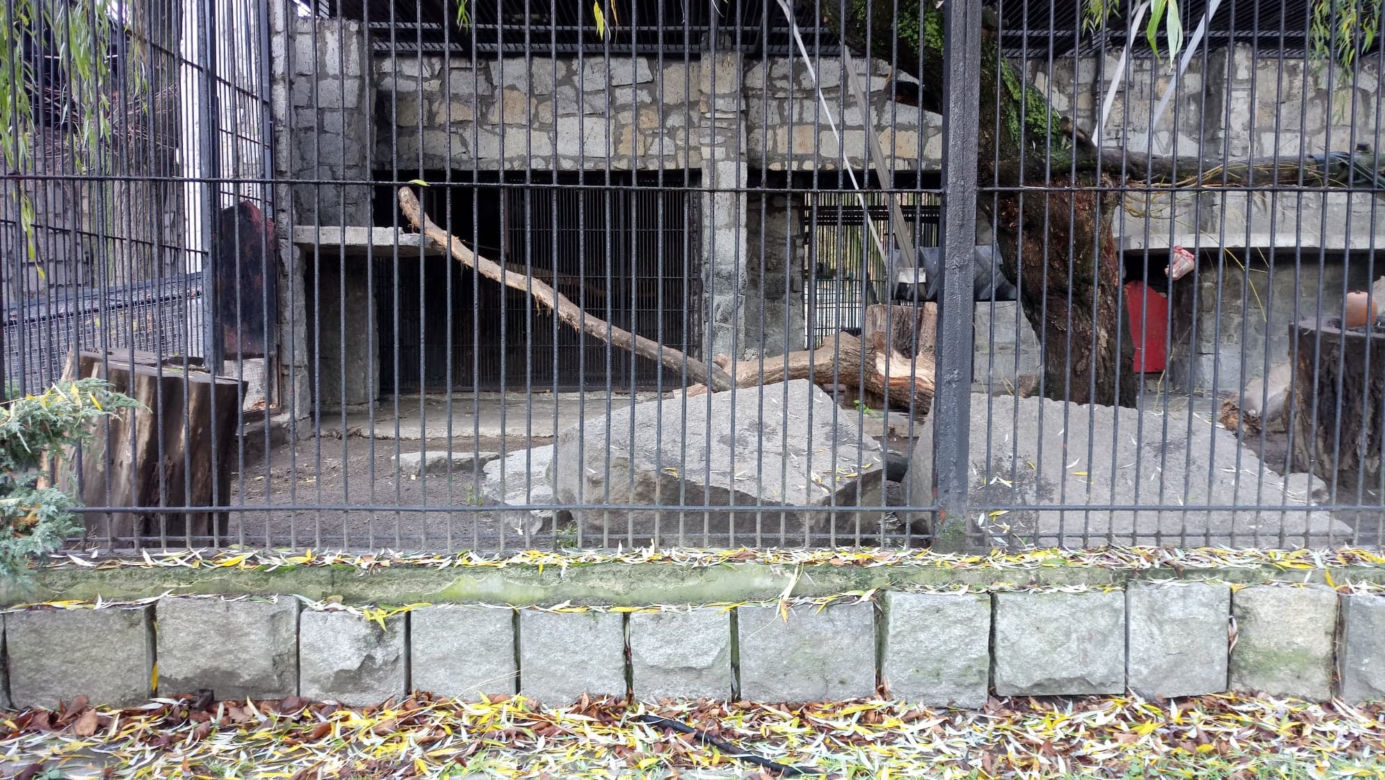 Pracownicy śląskiego ZOO chcą ratować pantery śnieżne
