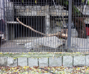 Pracownicy śląskiego ZOO chcą ratować pantery śnieżne