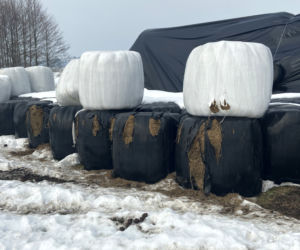 Skieblewo. Stado żubrów z Puszczy Augustowskiej wyjada karmę przeznaczoną dla krów
