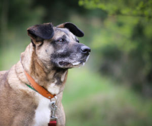 Zoofinka czeka na nowy dom. Adoptuj psa ze schroniska w Białymstoku