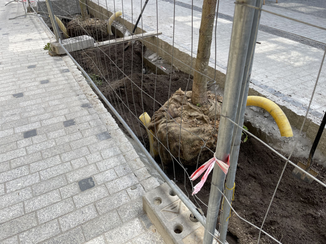 Zieleń w centrum miasta. Tak zmienia się ul. Krupnicza w Krakowie! 