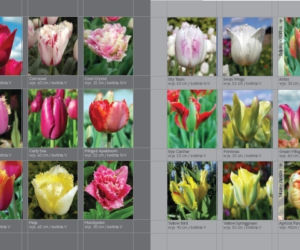 Tulipany