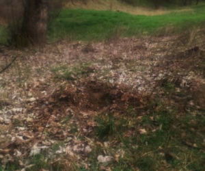 Oświęcim: Zakopał psa żywcem. Policja szuka sprawcy