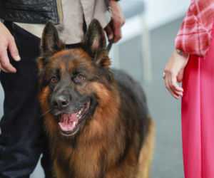 Marcin Rogacewicz w serialu Komisarz Alex