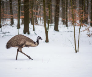 Emu w Garwolinie. Jak australijski ptak trafił do polskiego lasu?