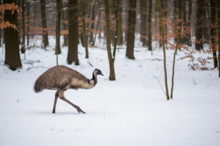Emu w Garwolinie. Jak australijski ptak trafił do polskiego lasu?