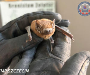 Zobaczył malucha leżącego na chodniku. Nie zawahał się ani chwili. Nietoperz Aspirant został uratowany