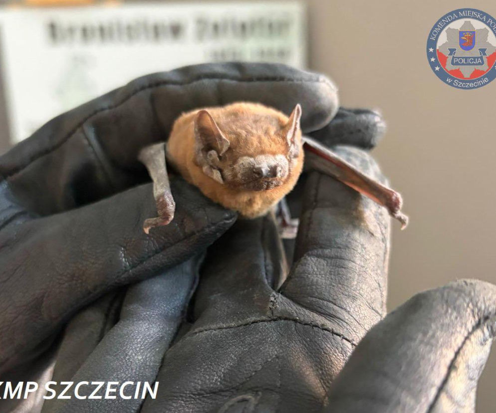Szczeciński policjant uratował małego ssaka. Zwierzę dostało wyjątkowe imię
