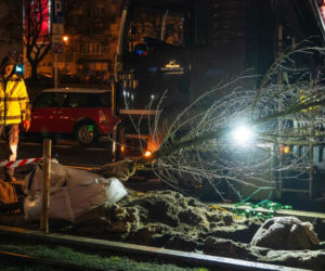 Znowu posadzili niemieckie drzewa w Warszawie. ZDM chwali się: „to zieleniarska NASA”