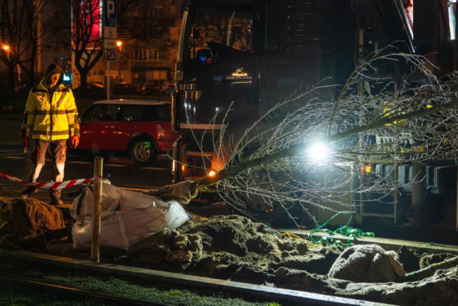Znowu posadzili niemieckie drzewa w Warszawie. ZDM chwali się: „to zieleniarska NASA”