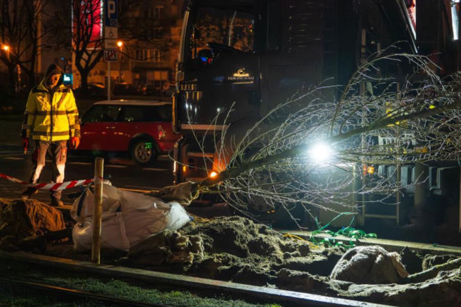 Znowu posadzili niemieckie drzewa w Warszawie. ZDM chwali się: „to zieleniarska NASA”