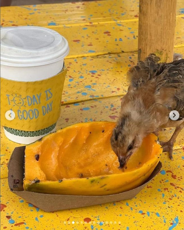 Córka Rubika pozuje w bikini. Ona ma dopiero 16 lat?