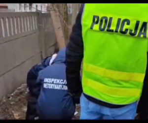 Miesiącami znęcał się nad swoją partnerką, nie oszczędził też jej psa. Wyrzucił Maltańczyka przez okno!