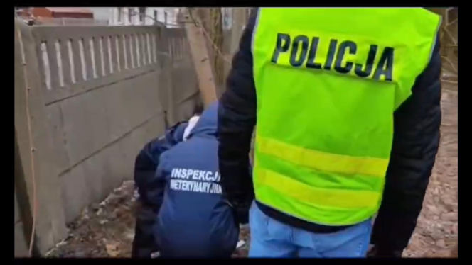 Miesiącami znęcał się nad swoją partnerką, nie oszczędził też jej psa. Wyrzucił Maltańczyka przez okno!