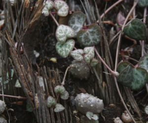Ceropegia Wooda