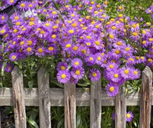 Aster w ogrodzie